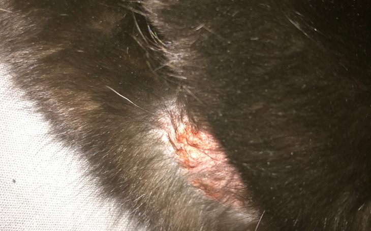 Zbiórka Zbiórka na weta dla Filipka - zdjęcie główne