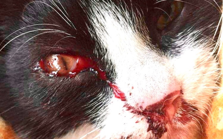 Zbiórka KociakPoWypadkuPILNIEpomoc - zdjęcie główne