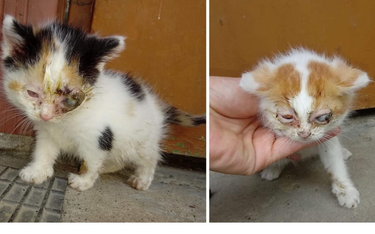 Zbiórka Ratujemy wzrok kociaków - zdjęcie główne