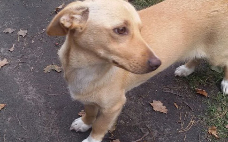 Zbiórka SUNIA Spod LASU - POMOCY! - zdjęcie główne