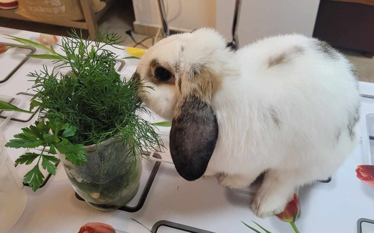 Zbiórka Dla Królika - Naszego Terapeuty - zdjęcie główne