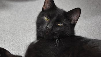 Zbiórka Sari - miniaturka zdjęcia