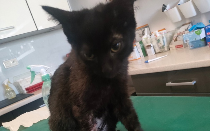 Zbiórka Dio umiera Nie pozwólmy na to. - zdjęcie główne