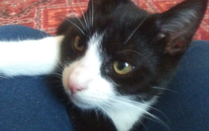 Zbiórka Zbiórka na ratowanie kotka Cziko - zdjęcie główne