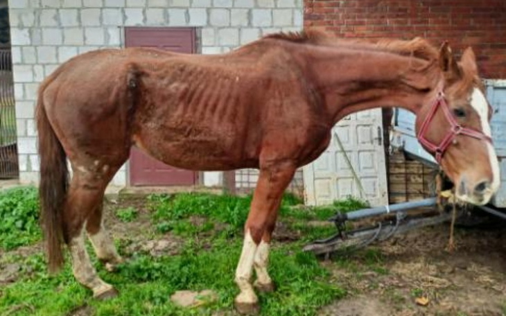 Zbiórka Niki- ze świata sportu do rzeźni - zdjęcie główne