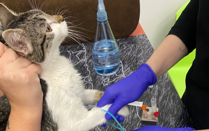 Kot podczas wizyty u weterynarza, opieka i troska.