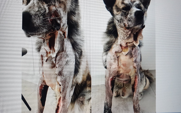 Zbiórka Dla Minia... aby wyzdrowiał - zdjęcie główne