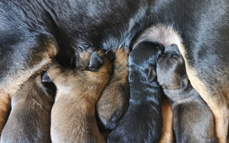 Zbiórka dom, jedzenie suki,5 szczeniaków - zdjęcie główne