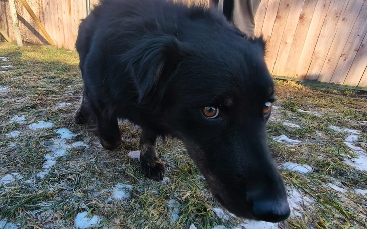 Czarny pies spacerujący po trawie w zimowej scenerii.