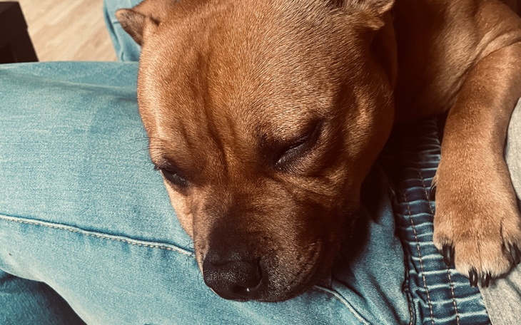 Zbiórka Na operację podniebienia. - zdjęcie główne