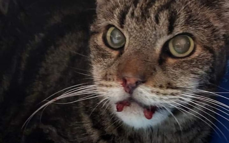 Zbiórka Spłata za operację Glucia - zdjęcie główne