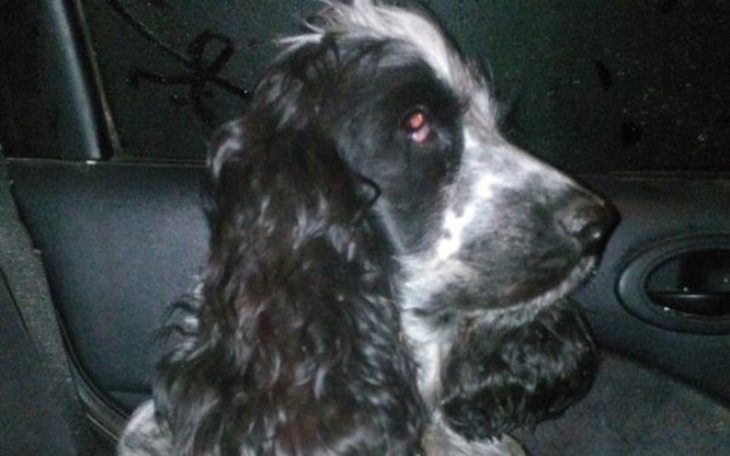 Zbiórka Karma dla psiaka - zdjęcie główne