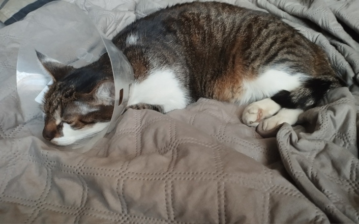 Kot w kołnierzu, śpiący na pościeli.