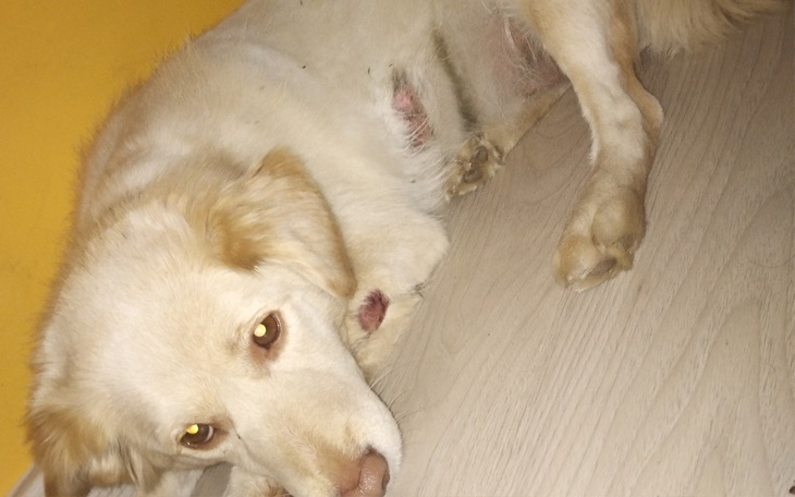 Zbiórka Porzucona a jeszcze potrącona - zdjęcie główne