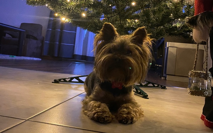 Pies odpoczywający pod choinką w świątecznym klimacie.