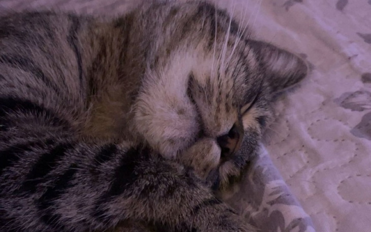 Śpiący kot leżący na łóżku, z zamkniętymi oczami.