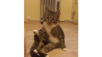 Zbiórka Ogrzewanie kociarni. - miniaturka zdjęcia