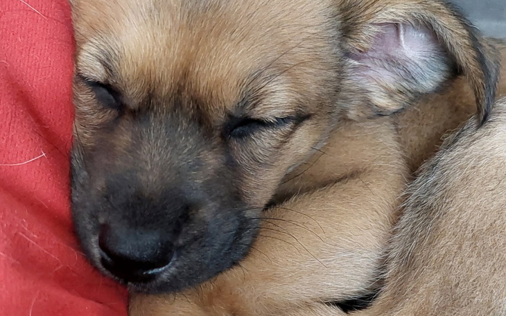 Zbiórka Pieskowa Zbiórka Urodzinowa - zdjęcie główne