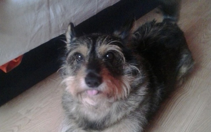 Zbiórka Karma dla psiaka mojej babci - zdjęcie główne