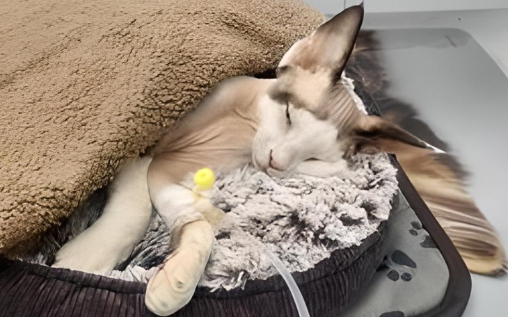 Zbiórka Teo - skazany na śmierć - zdjęcie główne