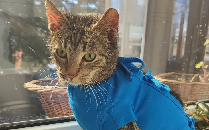 Zbiórka Leczenie Fraszki,kotki z wypadku - zdjęcie główne