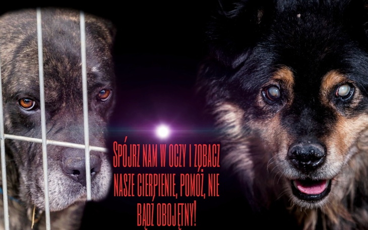Zbiórka Dla 100 potrzebujących psów - zdjęcie główne