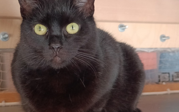 Czarny kot z zielonymi oczami, siedzący na półce.