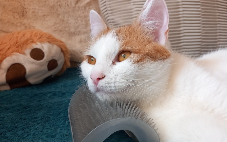 Zbiórka Na kastrację kotki Milki - zdjęcie główne