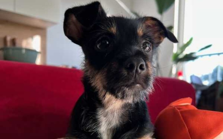 Zbiórka Szukam ludzi o dobrym sercu - zdjęcie główne