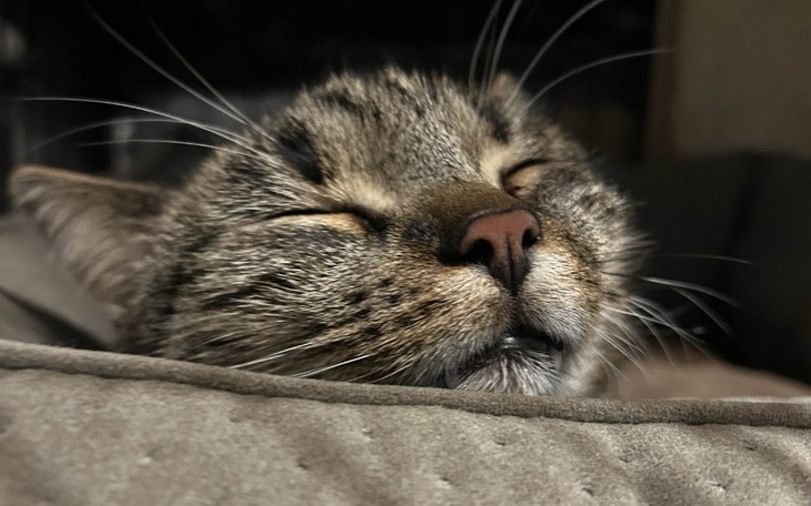 Śpiący kot z zamkniętymi oczami, relaksujący się.