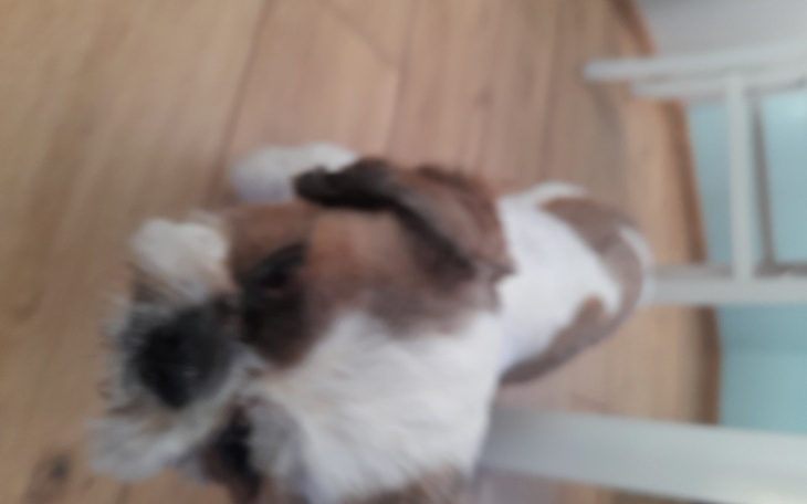 Zbiórka Na pomoc dla mojego psa starezdj - zdjęcie główne