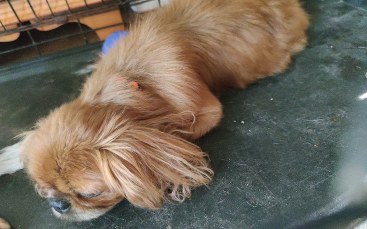 Zbiórka Ratunek dla znalezionego w lesie - zdjęcie główne