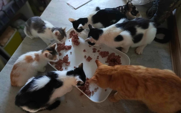 Zbiórka Karma dla kotów na tymczasie - zdjęcie główne