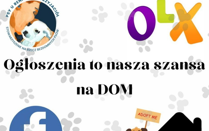 Zbiórka Akcja adopcyjna psiaków - zdjęcie główne