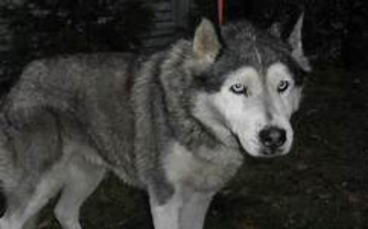 Zbiórka pieniadze na borysa - zdjęcie główne