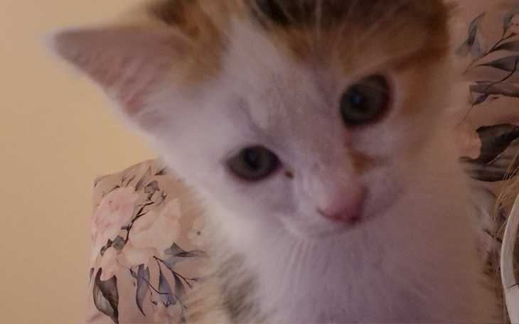 Zbiórka Na operacje przepukliny u kota - zdjęcie główne