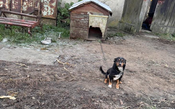 Pies na podwórku, czeka na swojego właściciela.