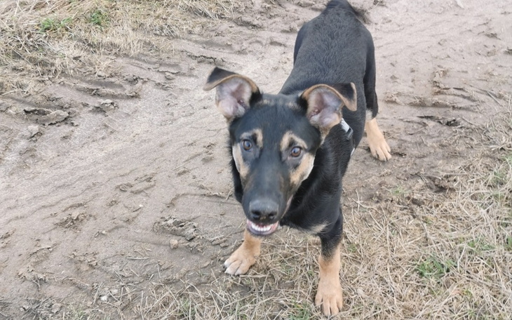 Pies na ścieżce, z uśmiechem i ciekawym spojrzeniem.