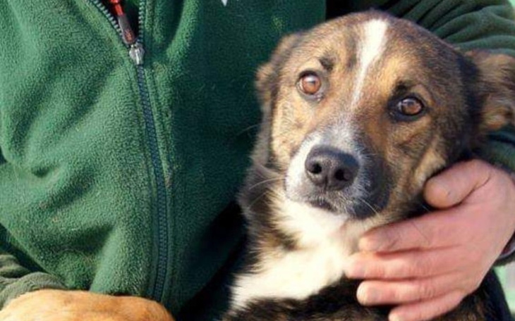 Zbiórka Na Schronisko zwierząt Reksio - zdjęcie główne