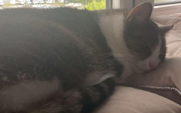 Zbiórka Leczenie Tosi-zapalenie trzustki - zdjęcie główne