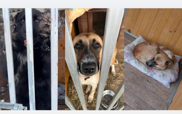 Psy w schronisku, czekające na nowy dom.