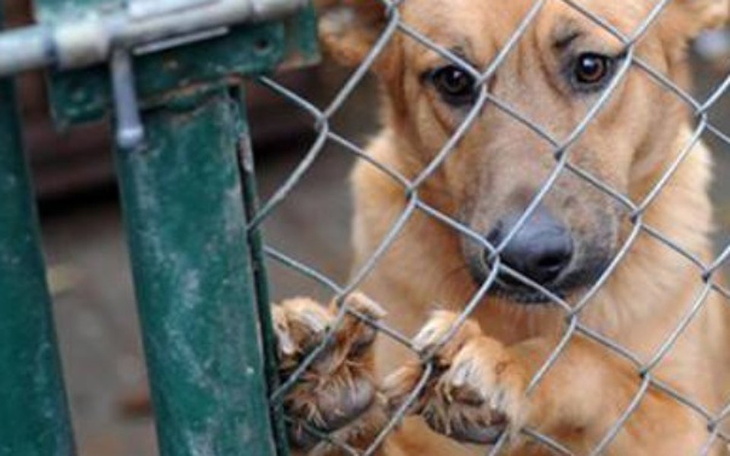 Zbiórka potrzebujące zwierzaczki - zdjęcie główne