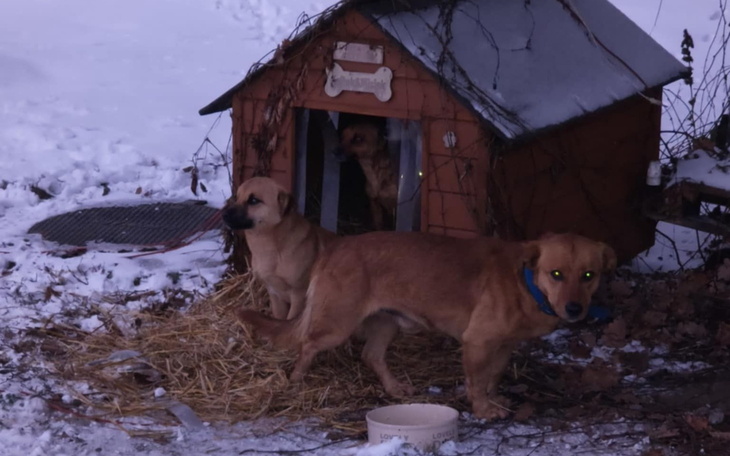 Psy bawiące się przed budą w zimowej scenerii.