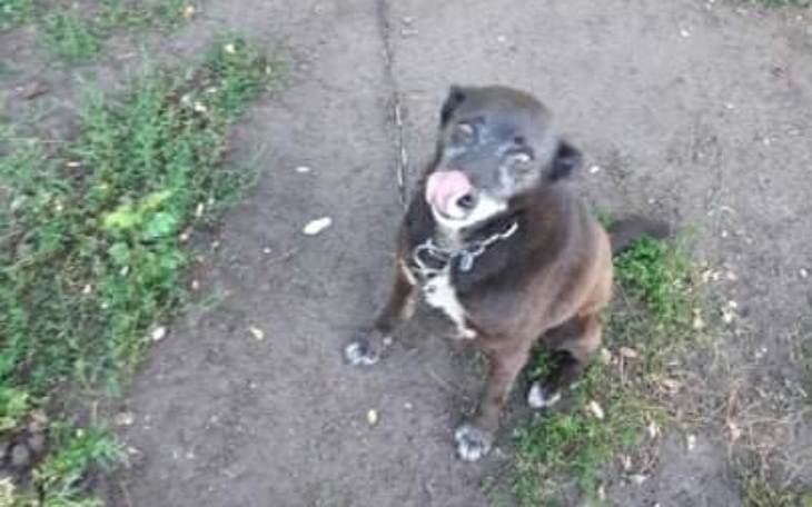 Zbiórka Dziadziuś staruszek z łańcucha - zdjęcie główne