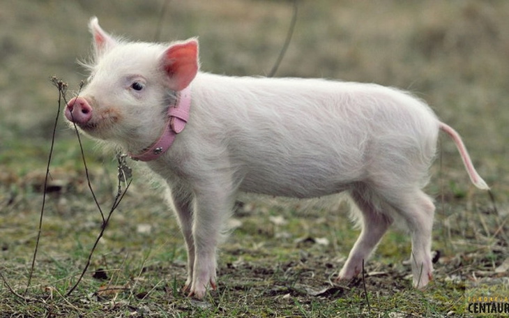 Zbiórka Grosik dla ZUZU. - zdjęcie główne