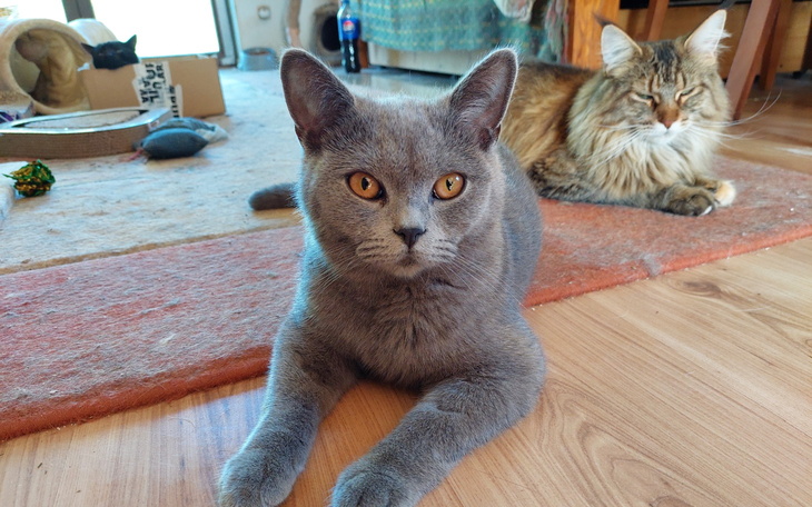 Dwa koty odpoczywające na podłodze w domu.