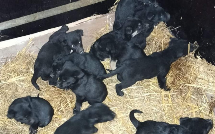 Zbiórka Psie dzieci proszą o wsparcie pr - zdjęcie główne