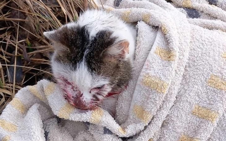 Ranny kot owinięty w ręcznik, potrzebujący pomocy.