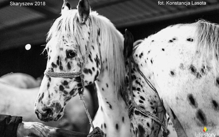 Zbiórka Ratujmy końskie życie. Skaryszew - zdjęcie główne