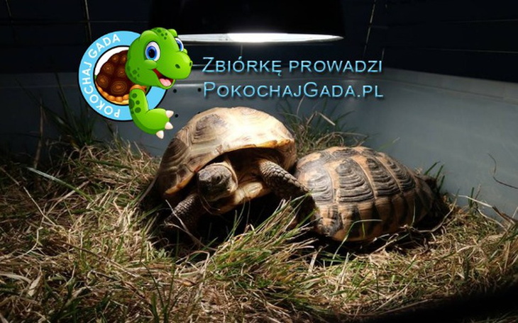 Zbiórka Fundacja Epicrates - POMAGAMY - zdjęcie główne